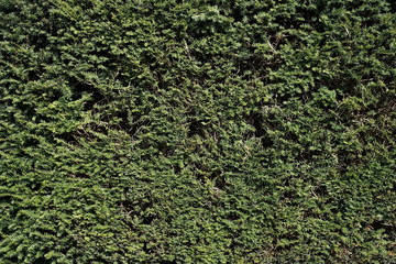 Grüne Hecke Pflanzen Wand Design Garten