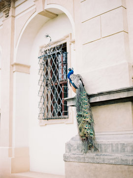 Peacock on wall of old building