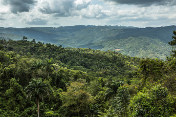 Fototapeta na wymiar View on the jungle
