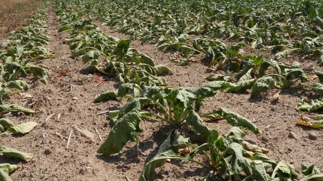 Drought, field of dry sugar beet in Germany 2018