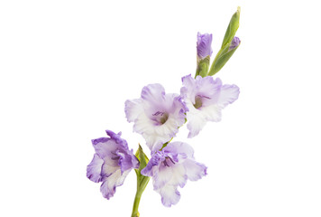Fototapeta na wymiar gladiolus flower isolated