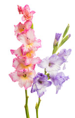 Fototapeta na wymiar gladiolus flower isolated