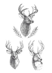 Obraz premium Wektor zestaw vintage głowy jelenia na białym tle. Ręcznie rysowane ilustracje grawerowanego portretu zwierzęcia