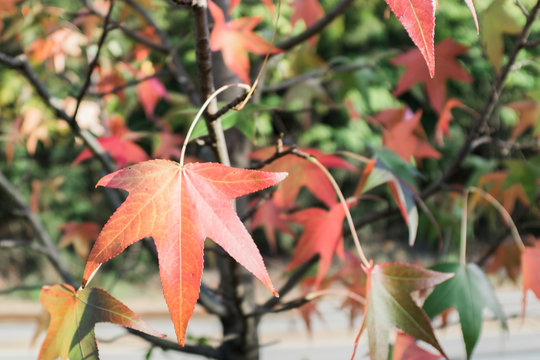 Close-up of a colorful maple tree.