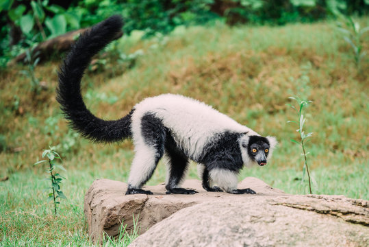 monkey