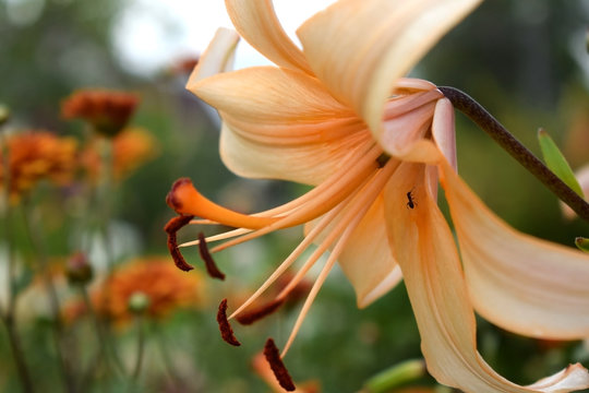Close-up of a beautiful beige lily in the garden