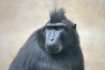 Black macaque