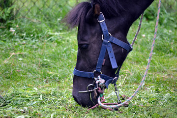 Horse/ ponny eating grass