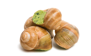 stuffed snail isolated
