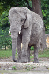 Obraz premium Elephant