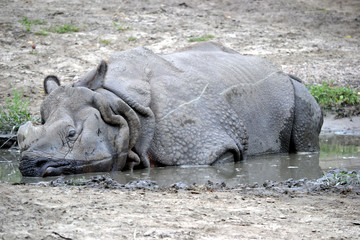 Naklejka premium Rhinoceros
