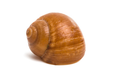 stuffed snail isolated