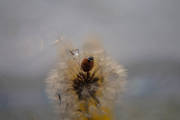 ladybug on dandelion