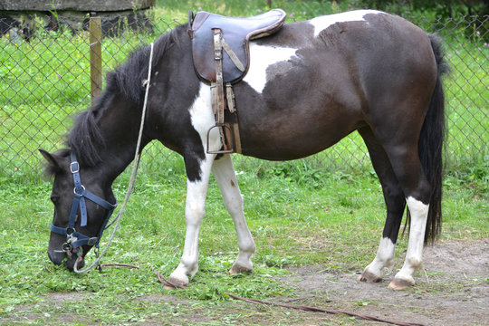 Horse/ ponny eating grass
