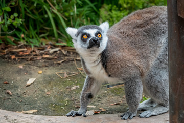 Lemur looking