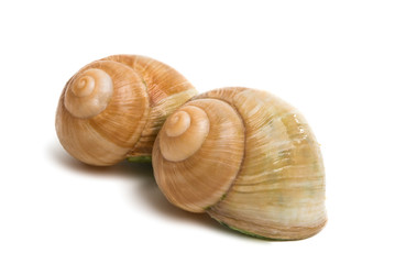 stuffed snail isolated