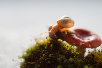 two snails on a mushroom