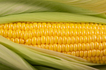corn in the cob close-up of large grains of ripe