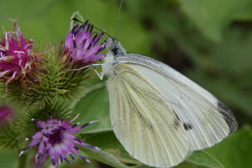 papillon