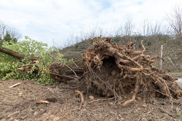 Uprooted tree
