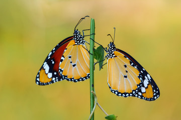 Fototapeta na wymiar Closeup beautiful butterfly .Danaus chrysippus & flower in the garden.