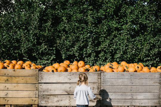Toddler grabbing a pumpkin