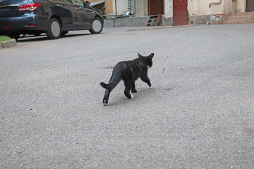 black cat walking on asphalt