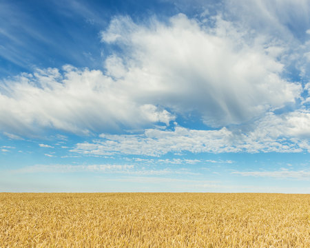 Wheat Field in Summer, Wenschdorf, Miltenberg District, Bavaria, Germany