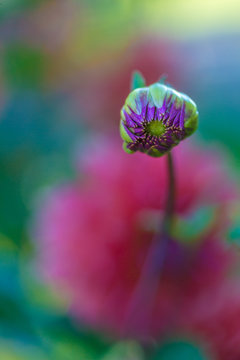 Dahlia-5.jpg