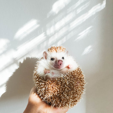 Hand holding hedgehog with surprised expression in the light