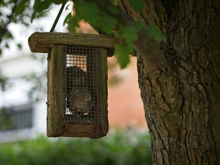Wooden bird feeder hanging from tree