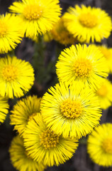 Yellow coltsfoot flowers (Tussilago farfara)