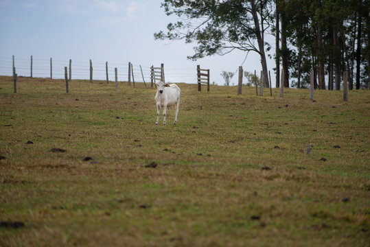 fazenda