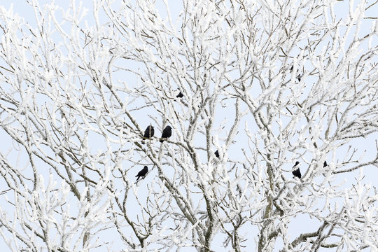 Jackdaws in tree with hoarfrost