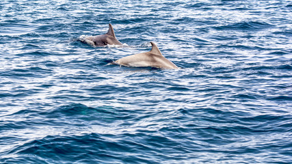 Obraz premium Bottlenose dolphins 