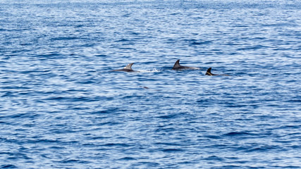 Bottlenose dolphins 