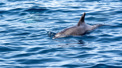 Bottlenose dolphins 