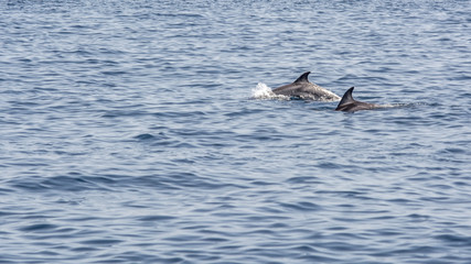 Fototapeta na wymiar Bottlenose dolphins 