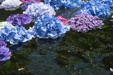 梅花藻の池に浮かぶ紫陽花の花