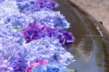 水に浮かべられた紫陽花