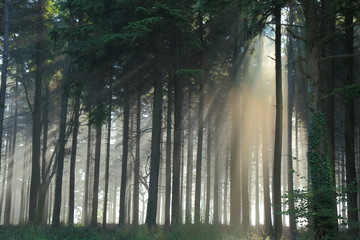 Misty morning in forest in East Devon