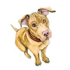A yellow pitbull dog sits. cute   puppy watercolor isolated on white background.