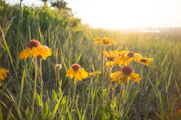 Wildflowers against a background of sunlight and orange sky 