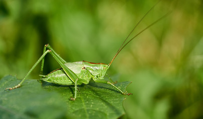 Heuschrecke, Grünes Heupferd auf Blatt