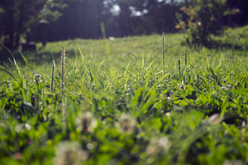 Closeup of fresh grass on a meadow or lawn. Natural, organic plants growing in the bright sunlight. Green background, depth of field, perspective.