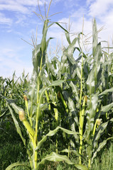 Agricultural field on which the green corn grows.