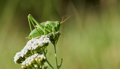 Heuschrecke, Gr&uuml;nes Heupferd auf Blume