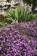 Flowerbed in Canton de Beausoleil. France