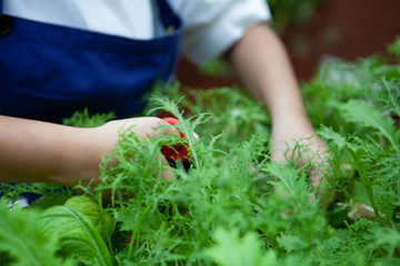 Female chef cuts young organic hydroponic Mizuna vegetable or Japanese mustard greens for salad. Farm to table or Zero Food or Zero Kilometer Cooking or Healthy Eating Concept. Focus at plant.