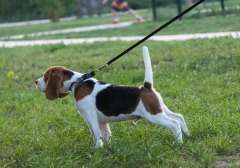 Beagles in the park